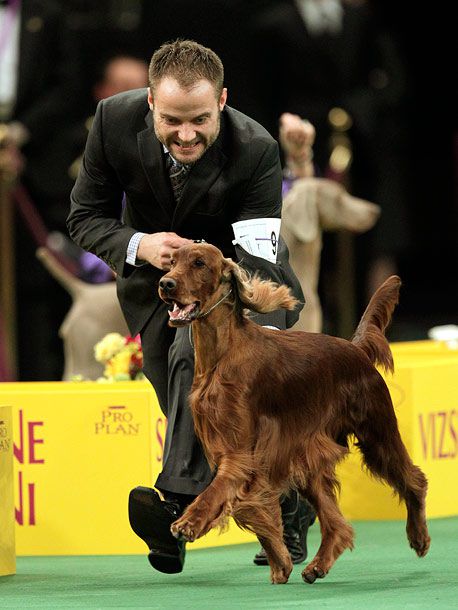 Shadagee Caught Red Handed , an Irish setter, is declared the Best of Sporting Group.