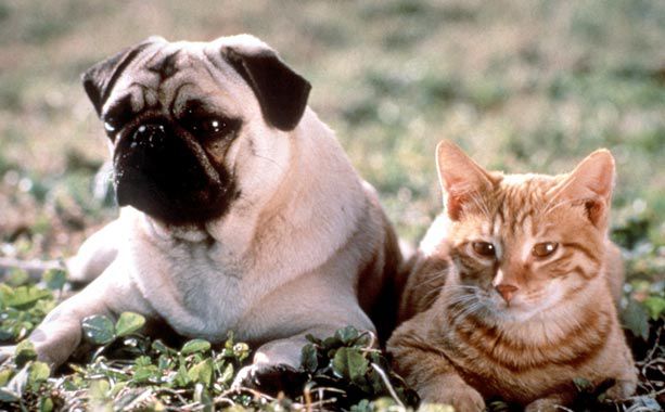 The Adventures of Milo and Otis | This buddy-animal film may be a touch too saccharine for grownups but kids about this age will fall for Milo and protector Otis.