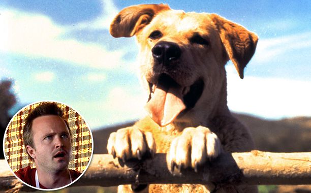 Breaking Bad | Yeller, Old Saul suggests to Walt that Jesse might be his own ''Old Yeller-type situation'' in ''Rabid Dog,'' referring to the 1956 book-turned-movie about a