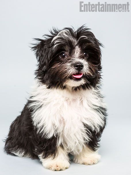 Age: 12 weeks Breed: Havanese Shih Tzu Mix Fact: Has been to Disney World 12 times