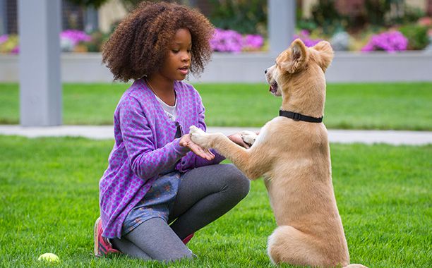 Animal trainer Bill Berloni dishes on nearly 4 decades of Sandy from  'Annie' | EW.com
