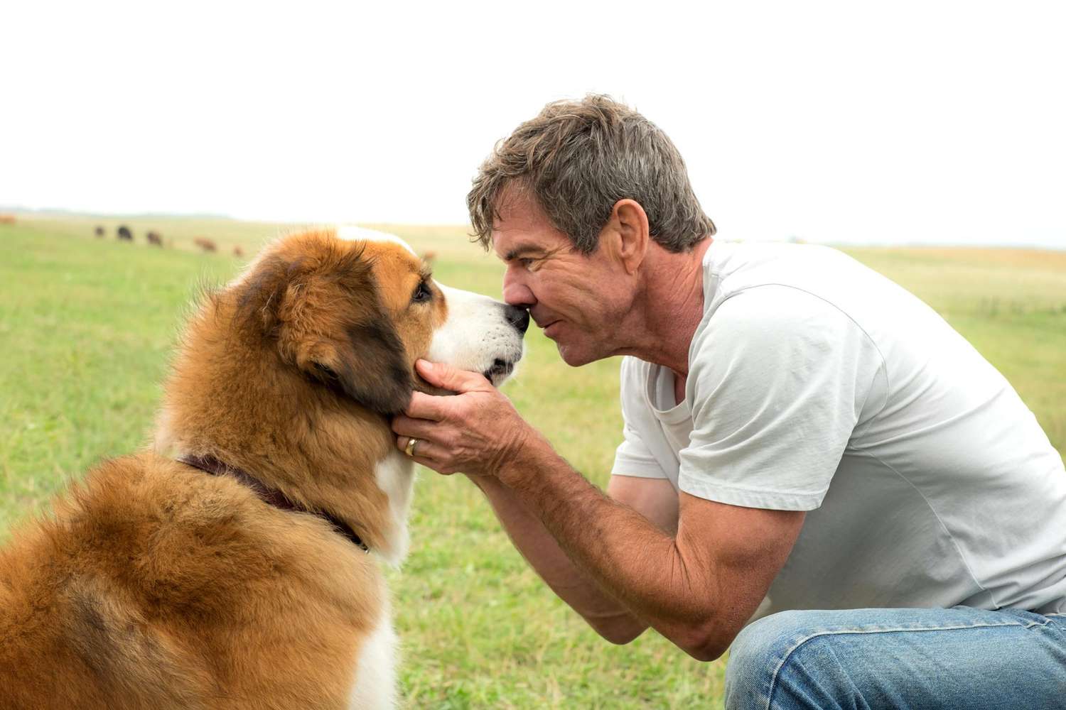 Dog's Purpose video mischaracterized incident, investigation finds 