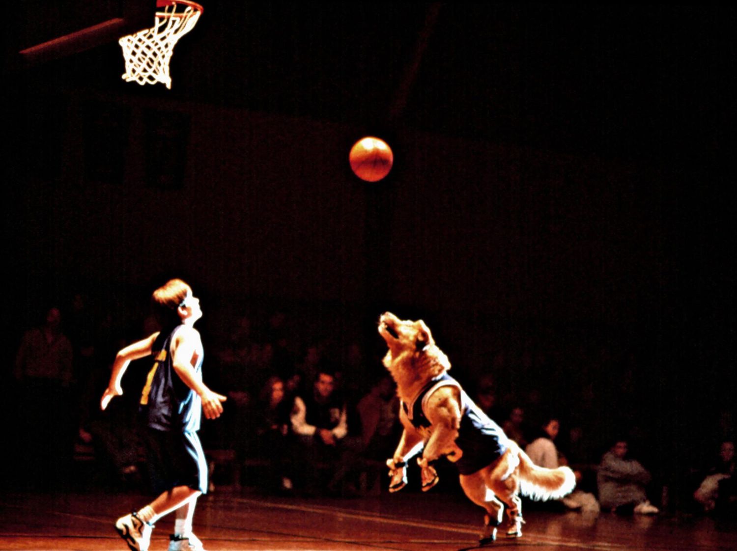 AIR BUD, Buddy, the golden retriever, playing basketball, 1997.