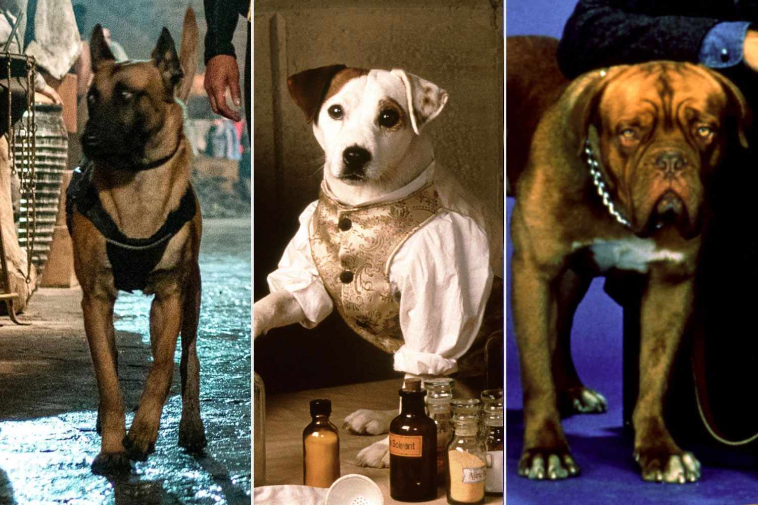 The most famous dogs from movies & TV 