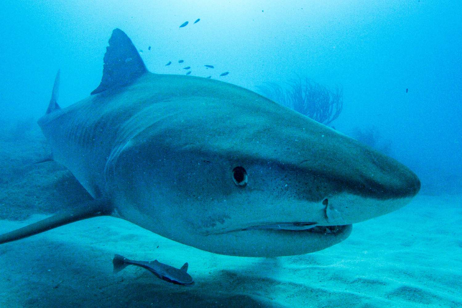Shark Week 2021 MOTHERSHARKER