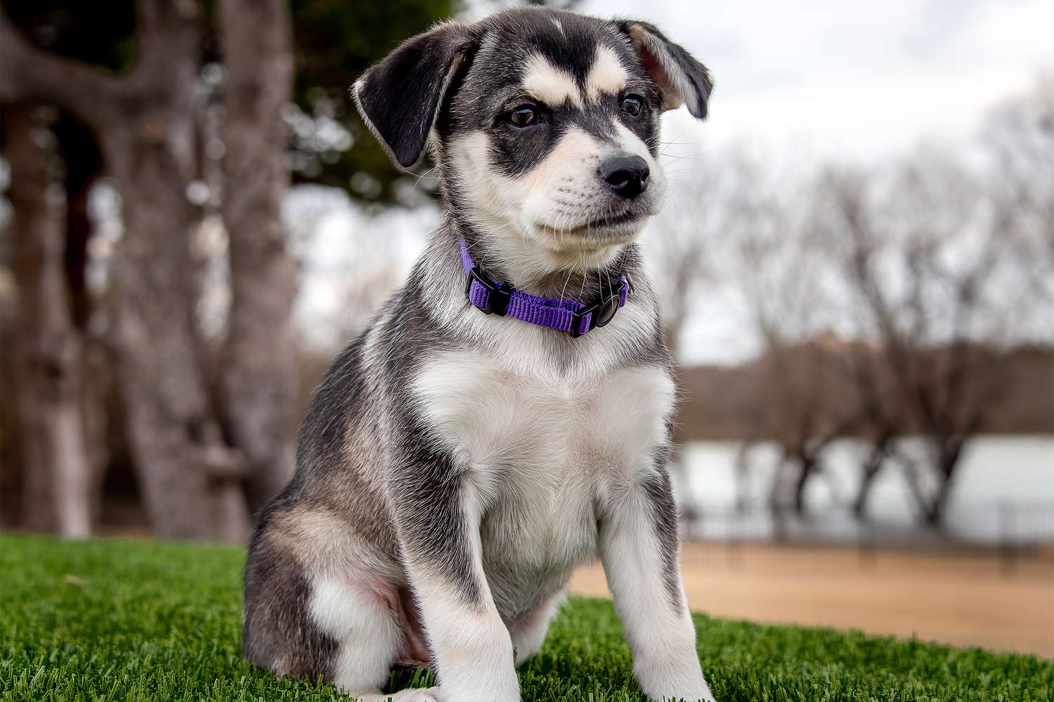 Adoption-CeeDee-Dallas-Dog