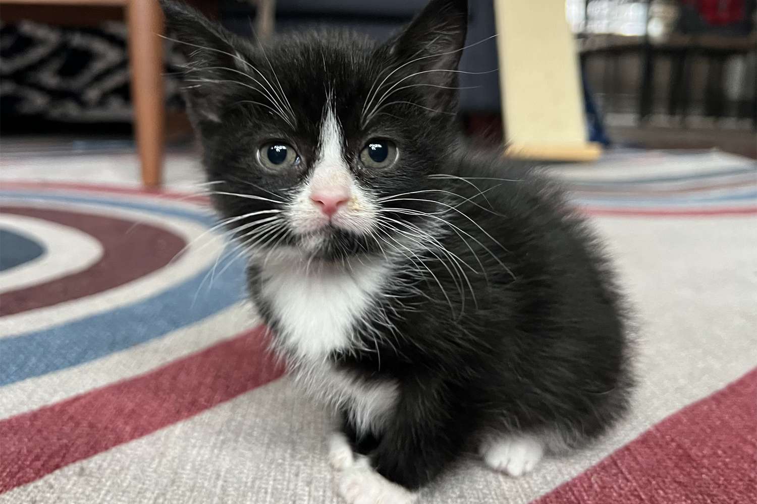 Adoption-Moo-Madison-Cat-Project