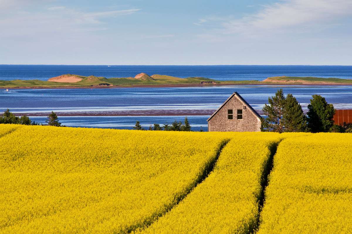 Field of golden grass and brick house along the coast of Prince Edward Island