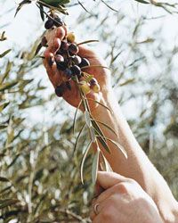images-sys-fw200511_oliveoil.jpg