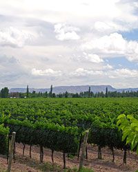 Algodon Wine Estates