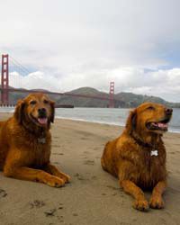 Dog-Friendly San Francisco