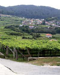 A vineyard in Spain's R&Iacute;as Baixas region.