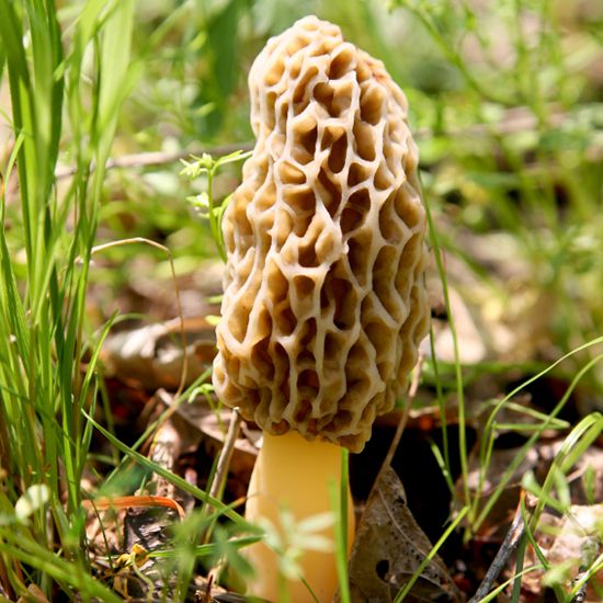 Guide to Foraging: Morel Mushrooms