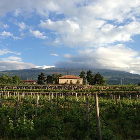 HD-201309-a-calabretta-winery.jpg