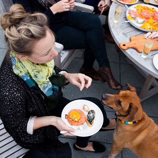 Fall&rsquo;s Last Hurrah: Dog Eyeing Food