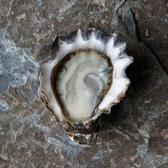 Where to Buy Fresh Oysters Online
