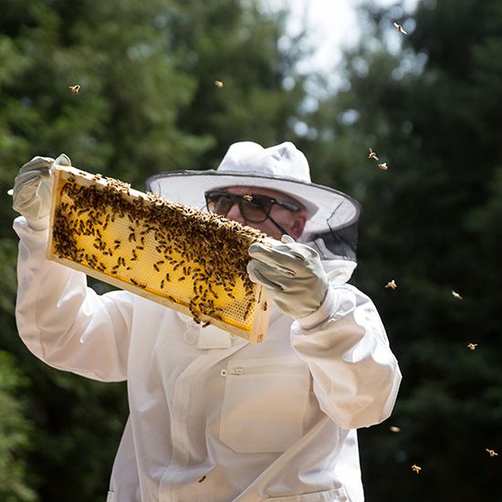 Beekeeping, Harvest Inn