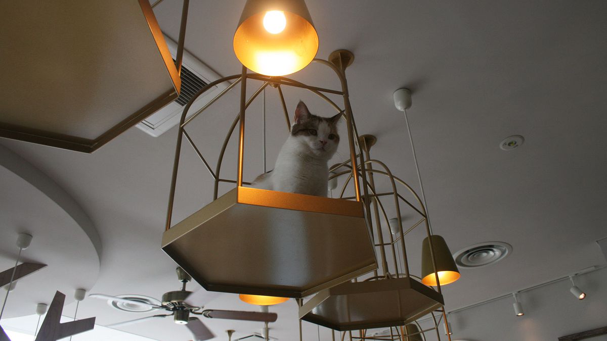 cat-cafe-tokyo-4-FT-SS0617.jpg