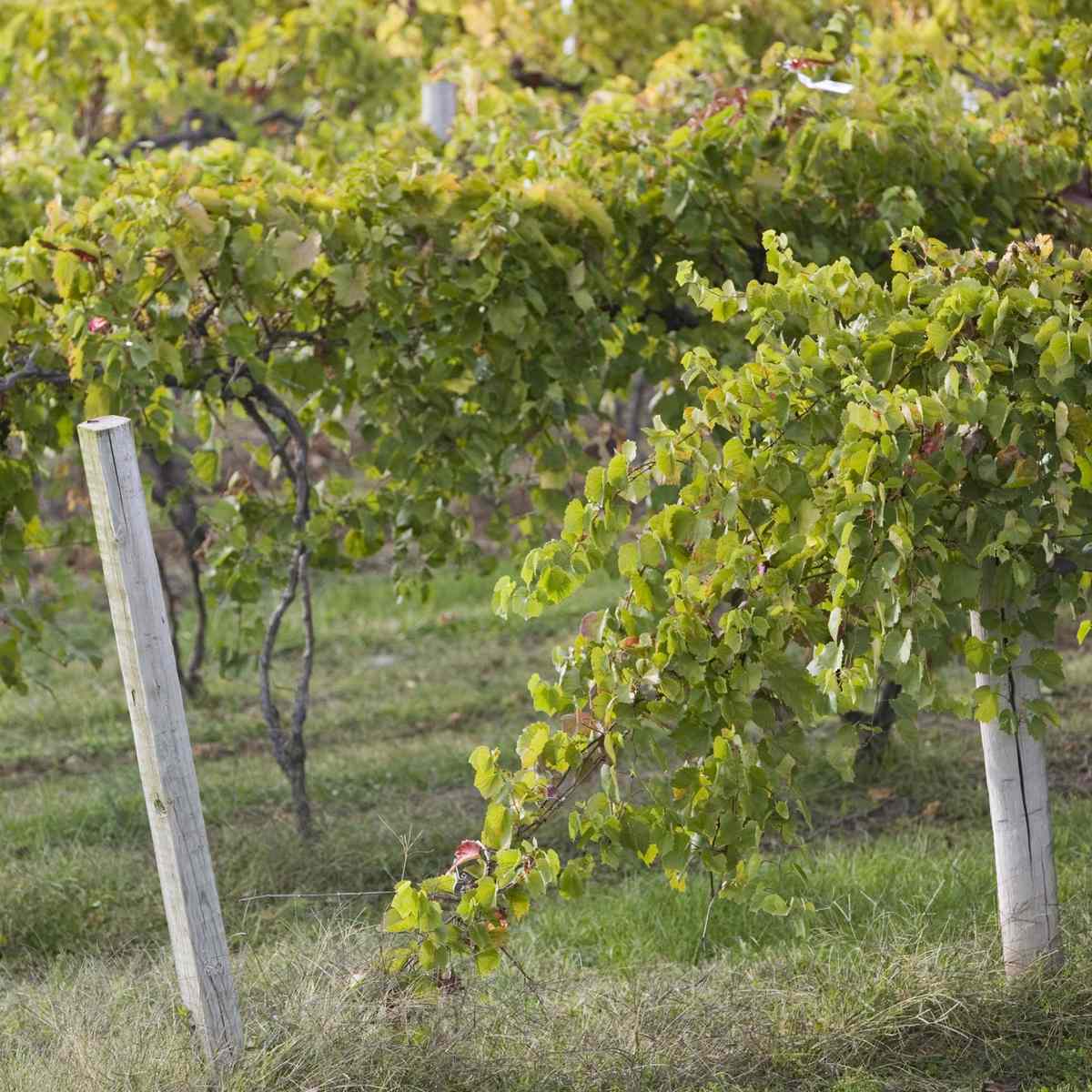 FWX THE HISTORY OF AMERICAS OLDEST GRAPE