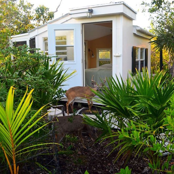 Airbnb, outdoor, rental, cabin