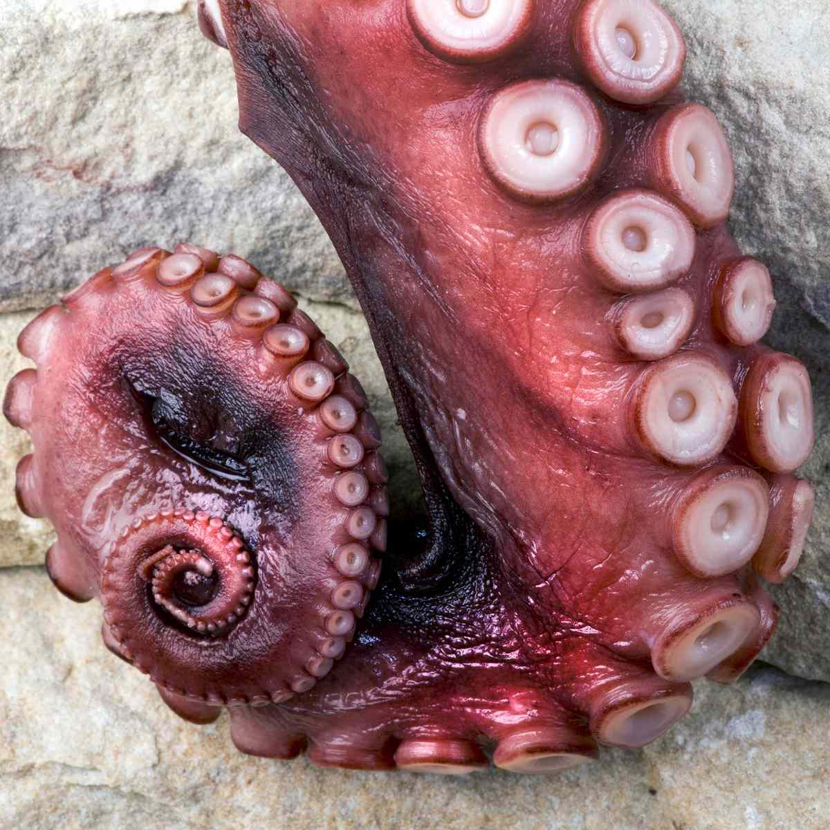 octopus-fwx