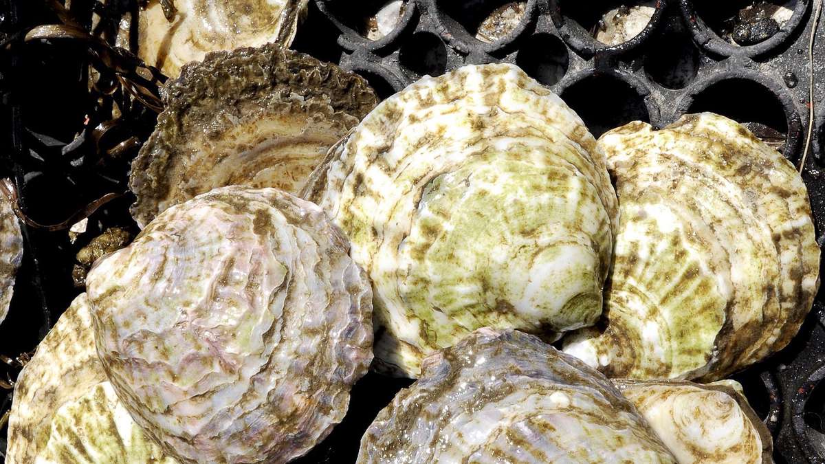 Belon oysters