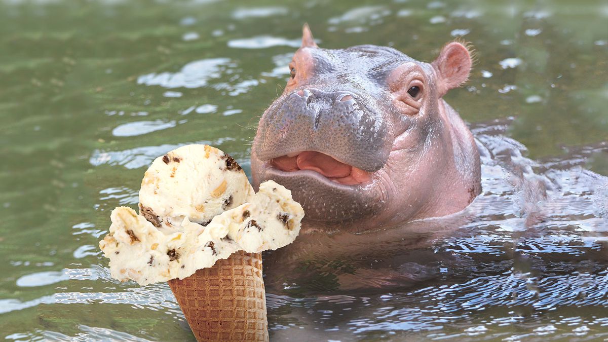 fiona the hippo has her own ice cream now