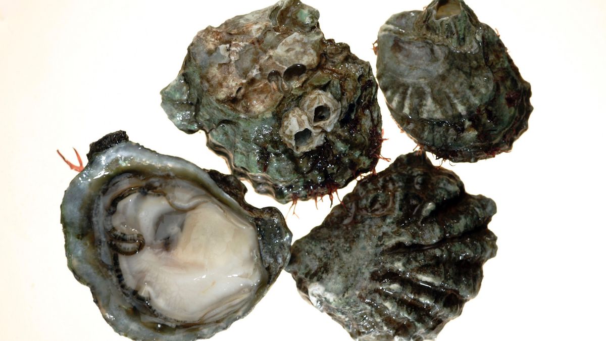 Olympia Oysters