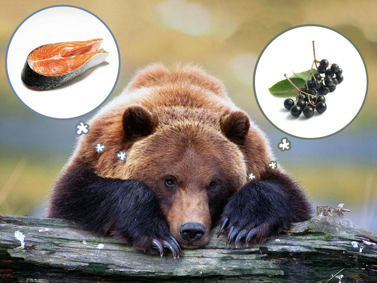 bears becoming vegetarian by eating elderberry instead of salmon