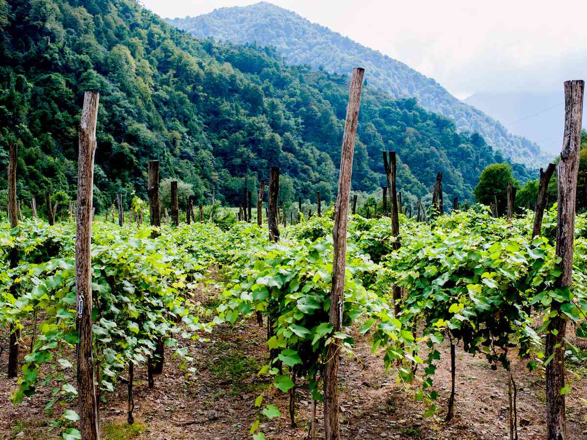 Georgian Wines