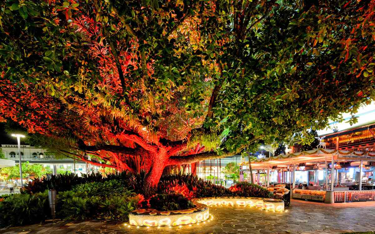 Fig Christmas tree in Cairns, Australia