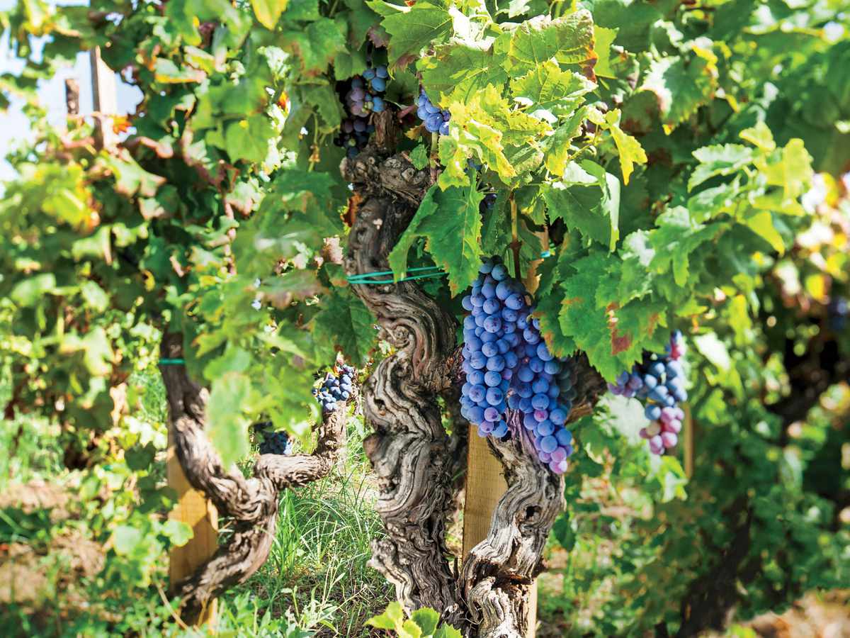 Benanti Winery