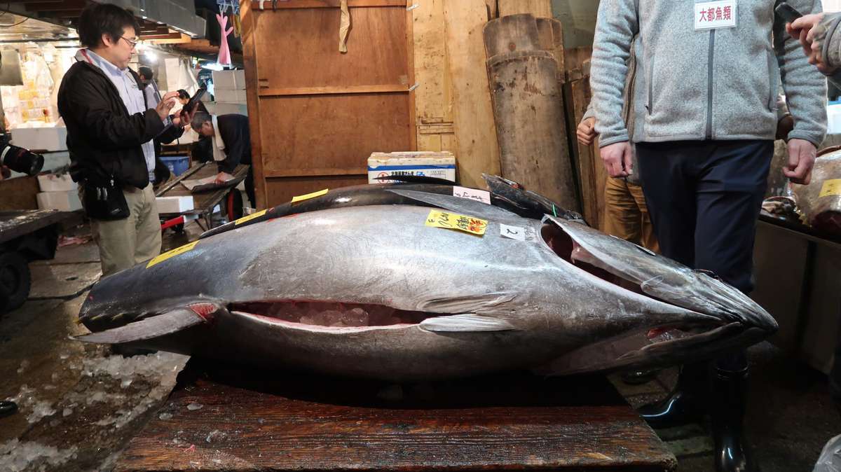 tsukiji-fish-market-tuna-blog1117.JPG