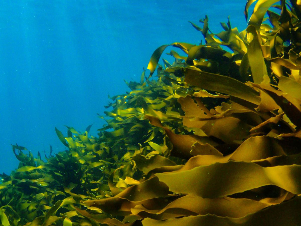 jameson-seaweed-bitters-FT-BLOG0318.jpg