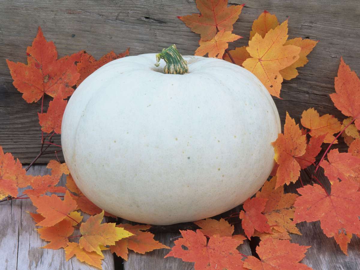 pumpkin-guide-white-FT-BLOG0818.jpg