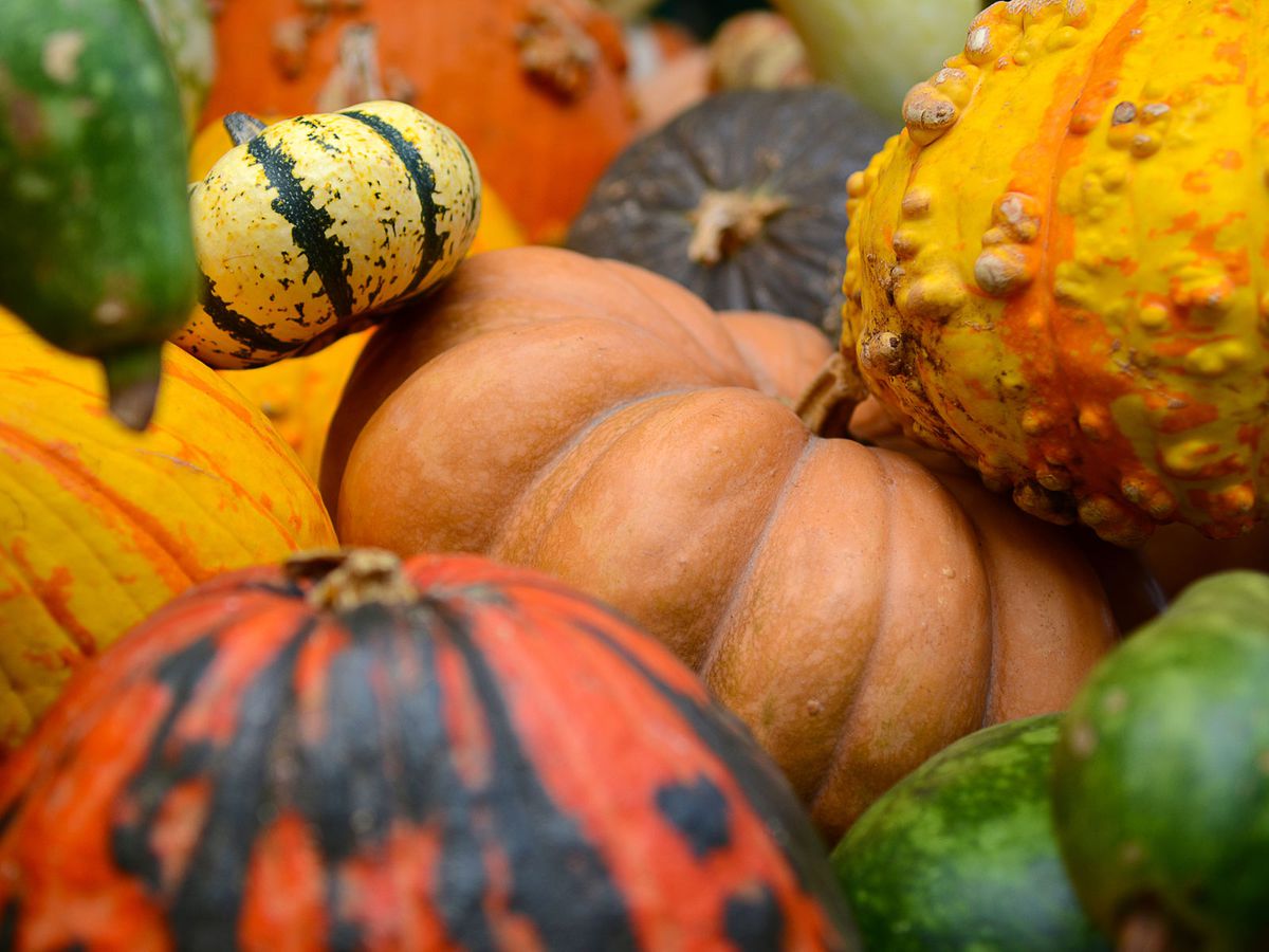 pumpkin-varieties-FT-blog0818.jpg