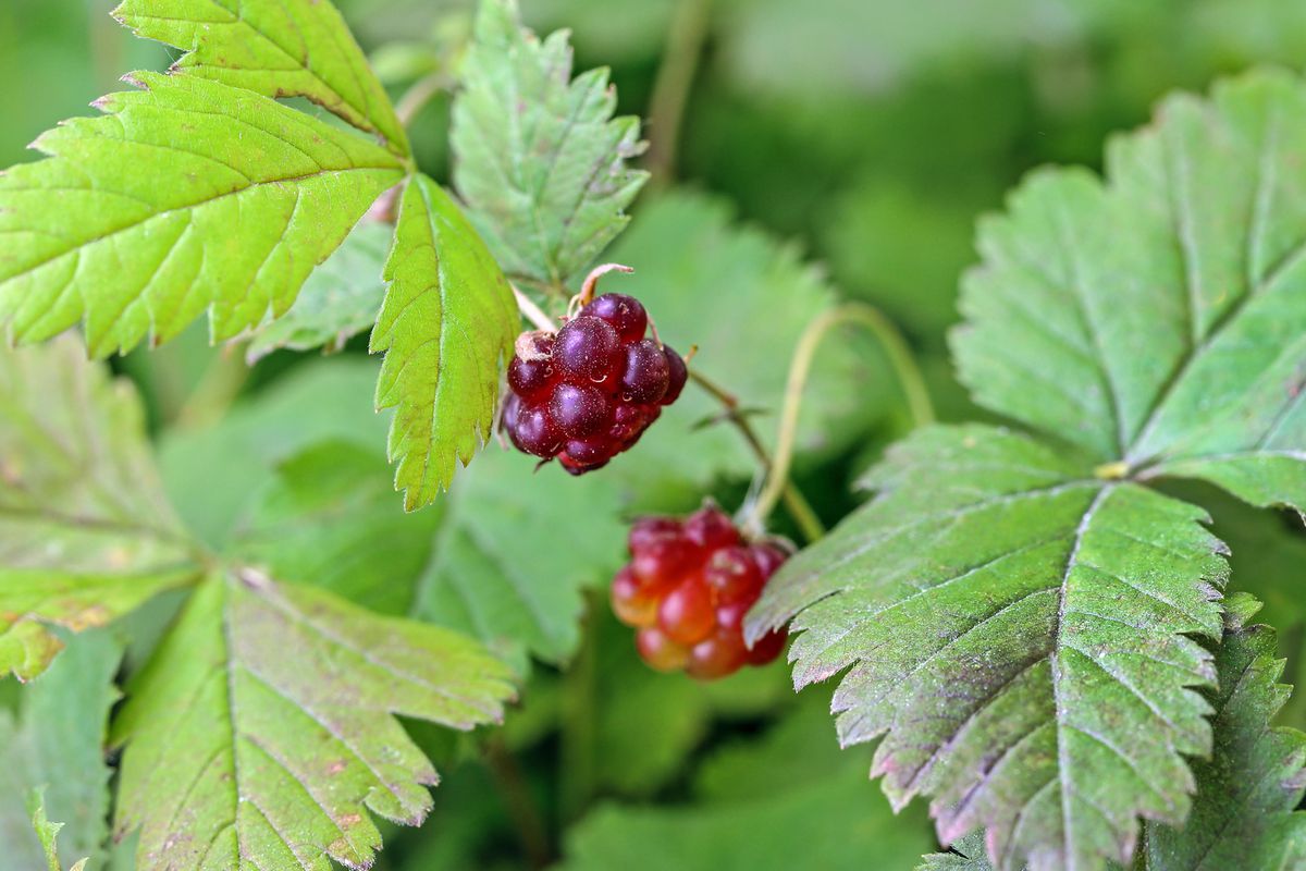 Arctic Raspberries | Rubus Arcticus