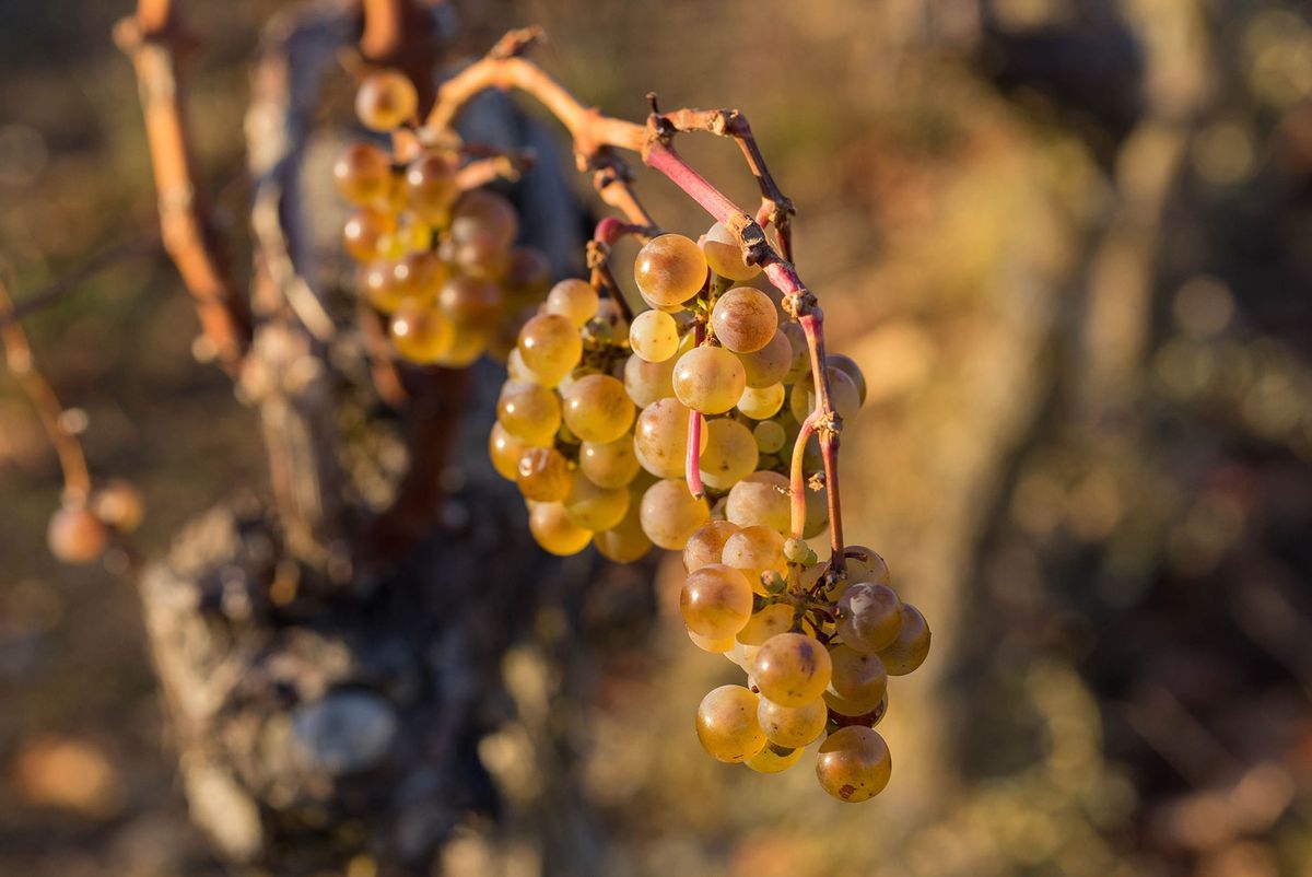 grapes at the vine in november