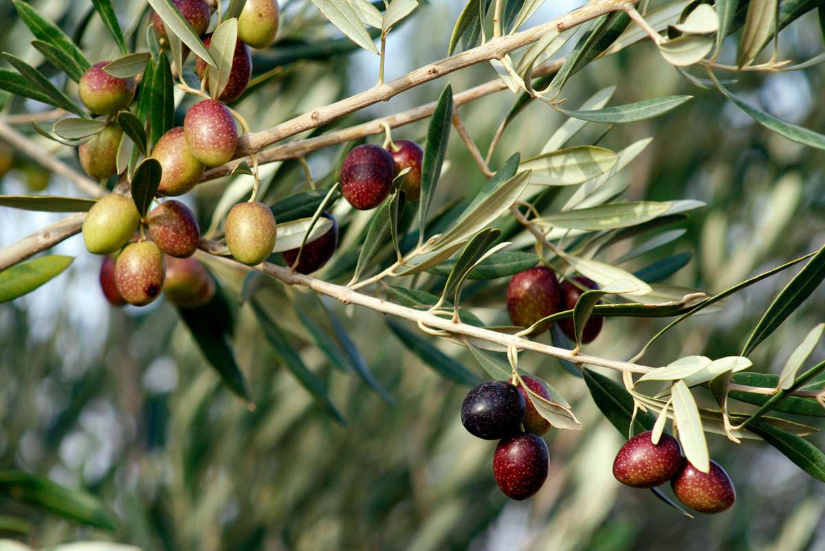 OLIVE TREES are a kind of tree that grows in the Mediterranean region.