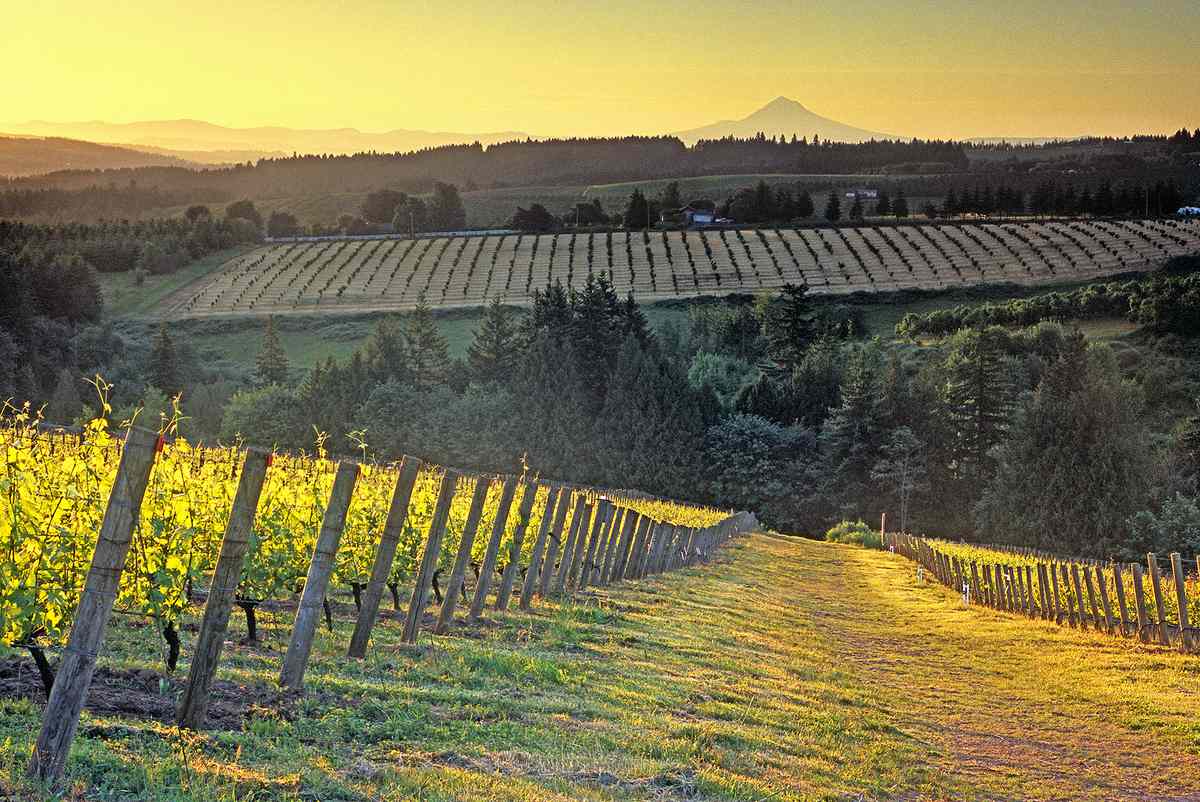 Spring at Ponzi Vineyards in Oregon Wine Country