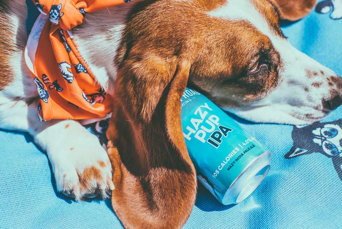A dog with a can of Hazy Pup IPA