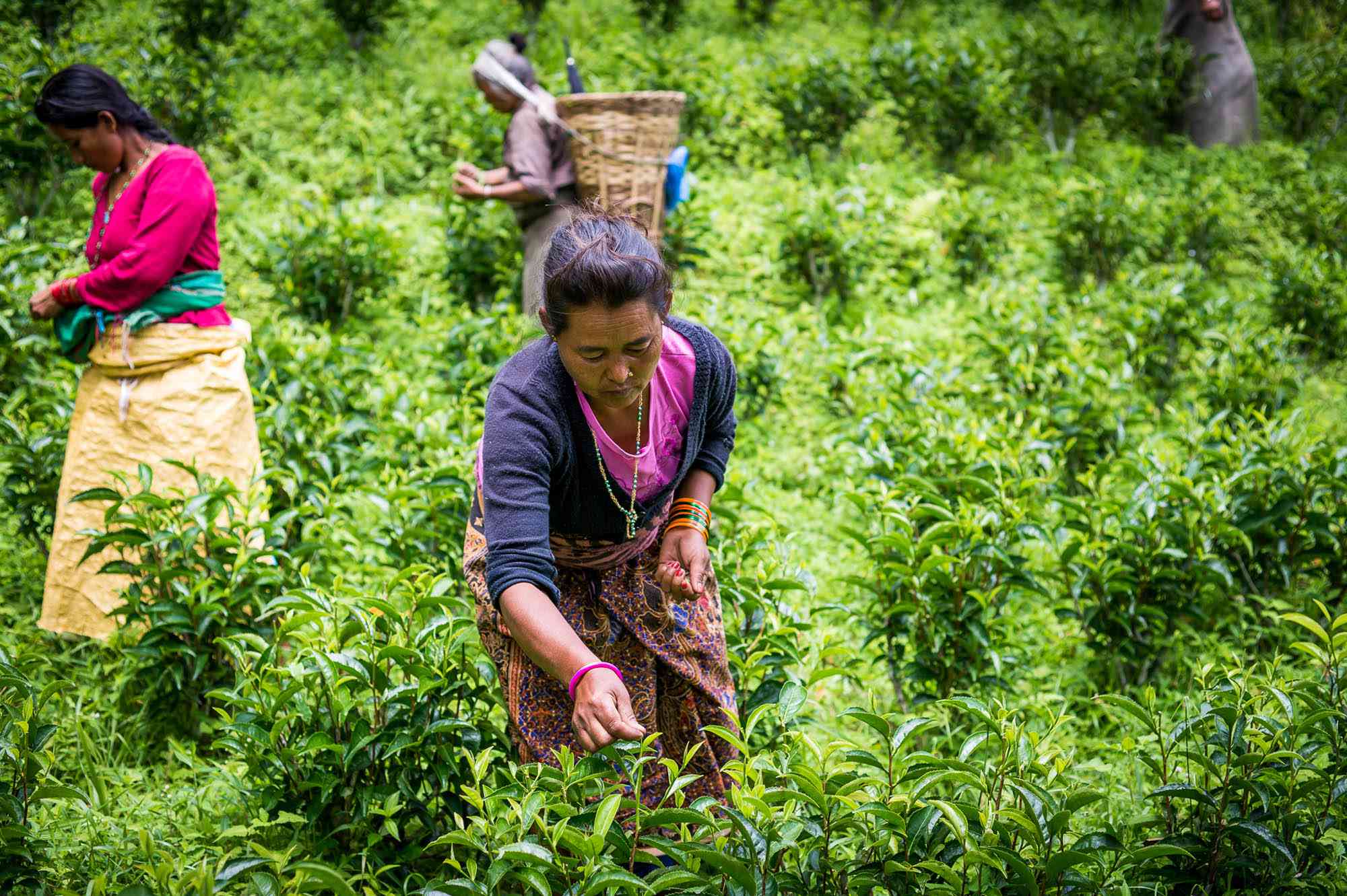 Himalayan Tea Harvest
