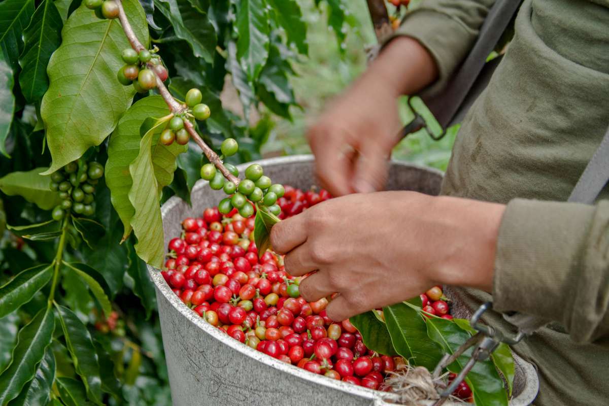 Harvesting Kona coffee beans