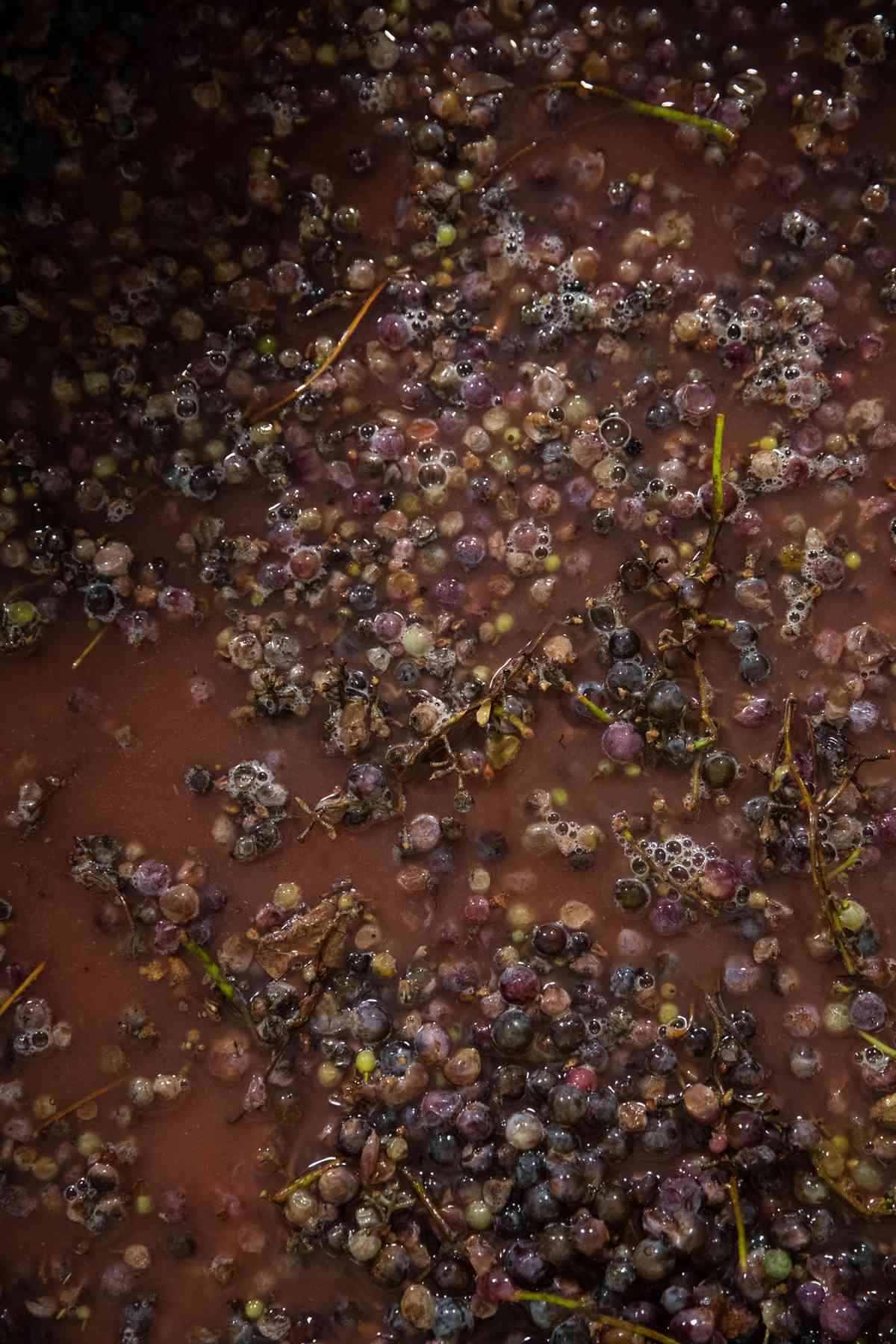 Zafa Winery Frontenac Gris grapes