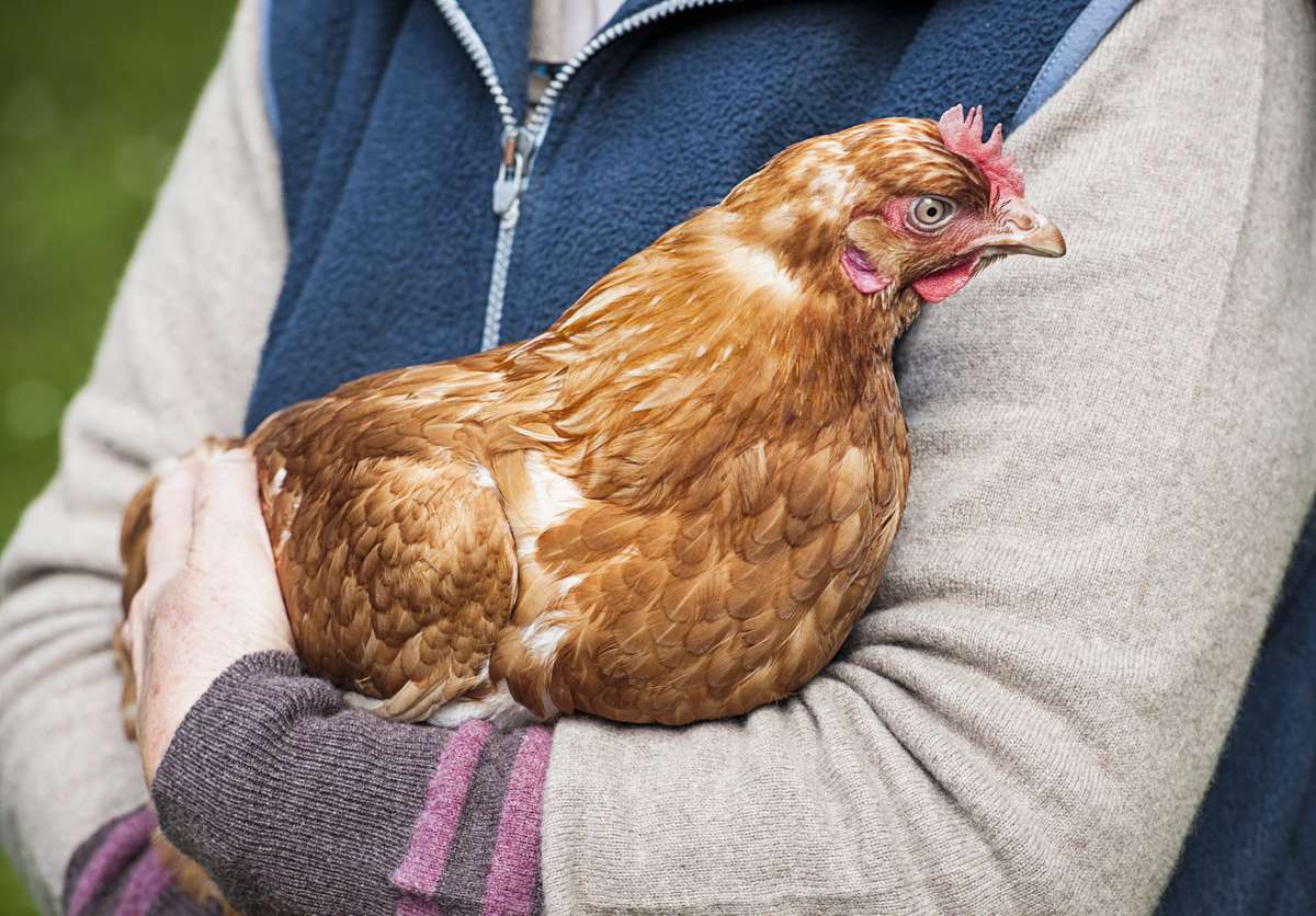 Holding a Hen