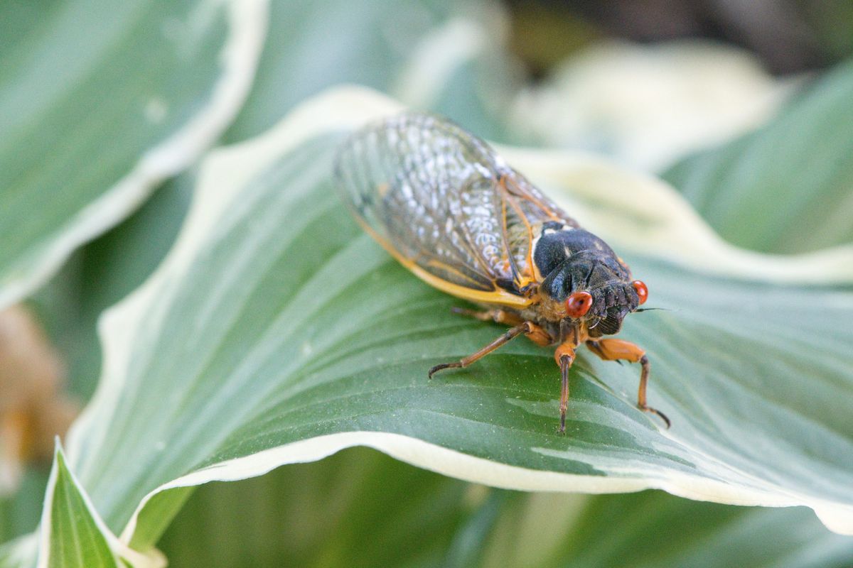cicada Swarm - brood x