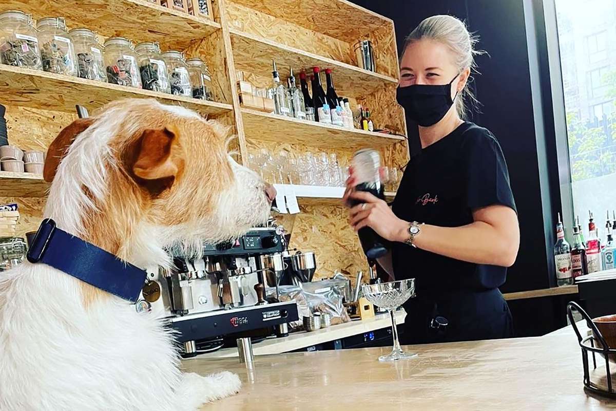 Dog being served a drink