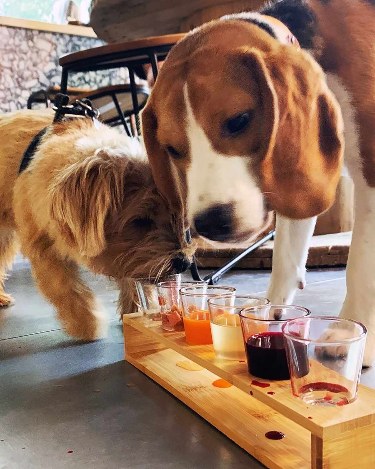 Dogs enjoying a drink flight