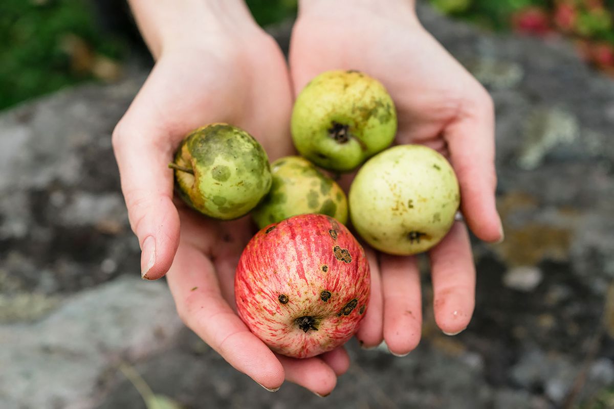 An apple forager holds a handful of apple varieties