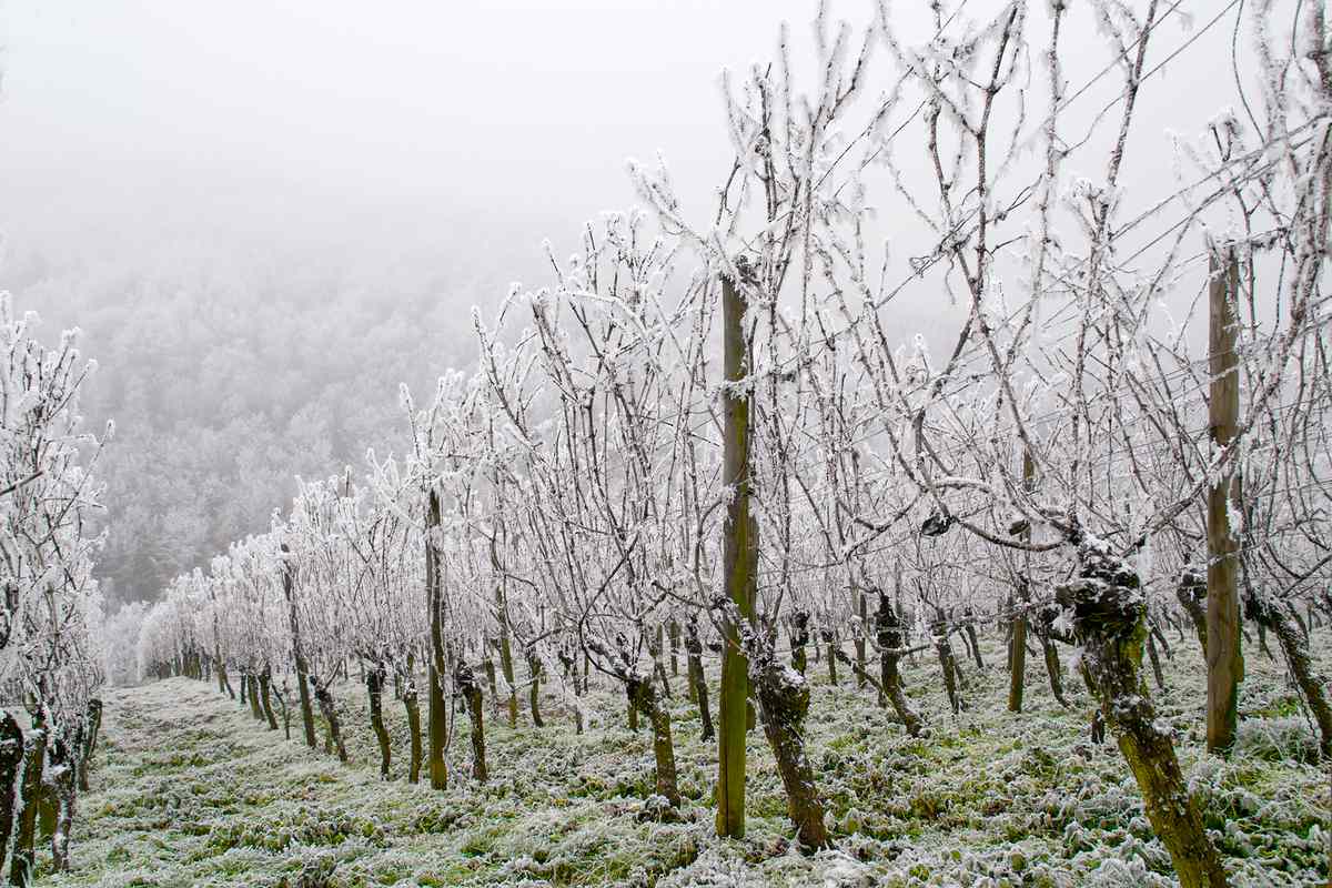 A vineyard overcome with frost